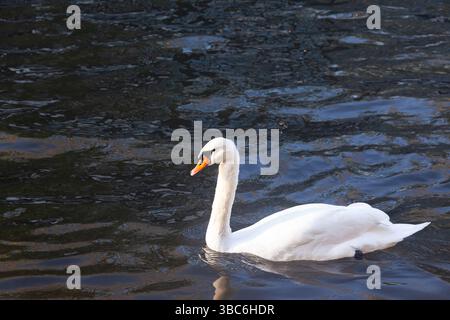 Un cygne blanc solitaire nage sur l'eau. Banque D'Images