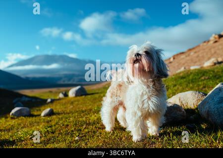 Portrait de chien Shih Tzu dans les montagnes Banque D'Images