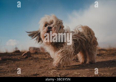Chien Shih tzu marchant par temps venteux Banque D'Images