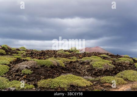Terrain volcanique sur Lanzarote avec une végétation basse sous un ciel couvert. Avenida Marítima, El Golfo, Canarias, Espagne Banque D'Images