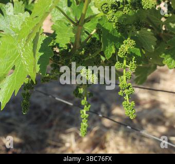 Des grappes de petits raisins à maturation verte sont accrochées sur une vigne dans un vignoble au début du printemps à Paso Robles, CA. Banque D'Images