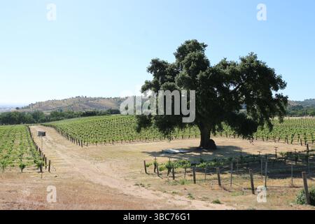 Paysage pittoresque d'un vignoble avec un imposant chêne de Californie, Paso Robles, CA. Banque D'Images