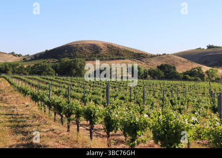 Paysage de vignes au printemps, Paso Robles, CA. Banque D'Images