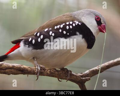 Adorable mâle charismatique Diamond Firetail plein des joies du printemps. Banque D'Images