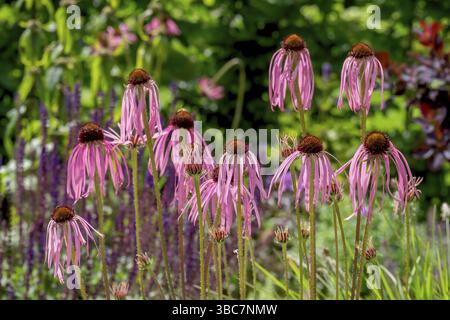 Fleurs de la plante médicinale coneflower (Echinacea pallida), Muensterland, Rhénanie du Nord-Westphalie, Allemagne, Europe Banque D'Images