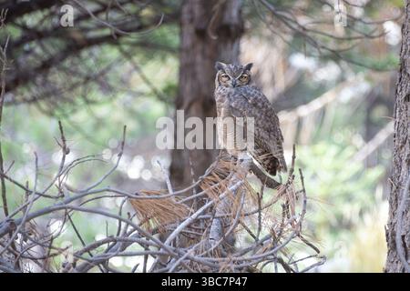 Hibou magellanique (Bubo magellanicus) sur les branches d'un pin dans le parc national de Lanin, Patagonie, Argentine, Amérique du Sud Banque D'Images