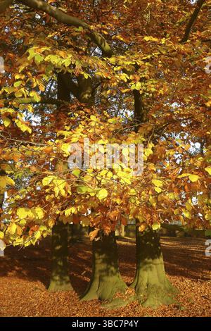 Arbres avec automne coloré décoloré feuilles colorées feuilles d'automne dans la forêt automne forêt automne, Duelmener Wildpark, Duelmen, Rhénanie-du-Nord-Ouest Banque D'Images