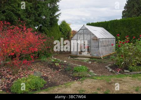 Greenhouse - géraniums rouges à l'intérieur d'une serre / hothouse arrière-cour partiellement isolé avec du papier bulle en préparation pour l'hiver. B. C., Canada. Banque D'Images