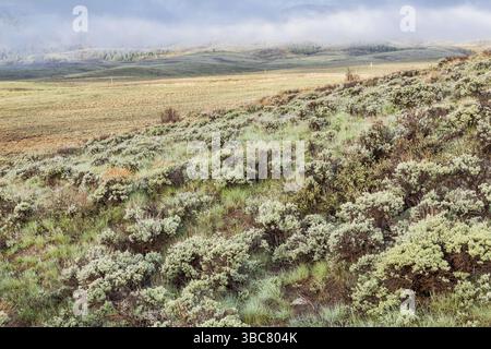 Une vallée de montagne avec des collines couvertes d'arbustes tôt le matin du printemps, North Park, Colorado Banque D'Images