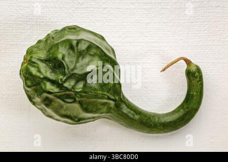 Courge dinosaure verte sur toile d'art blanc - décoration de vacances d'automne Banque D'Images