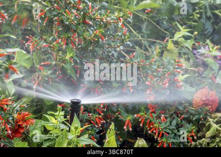 Arroseurs d'eau fonctionnant dans un jardin avec une variété de fleurs Banque D'Images