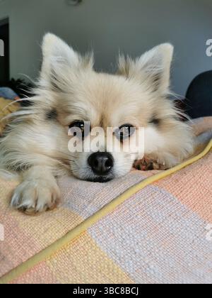 Chien mignon pelucheux sur pouf regardant la caméra Banque D'Images