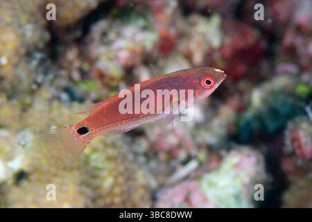 Juvenile Fairy-wrasse, Cirrhilabrus sp, site de plongée Karang Hatta, îles Banda, Maluku, Indonésie Banque D'Images
