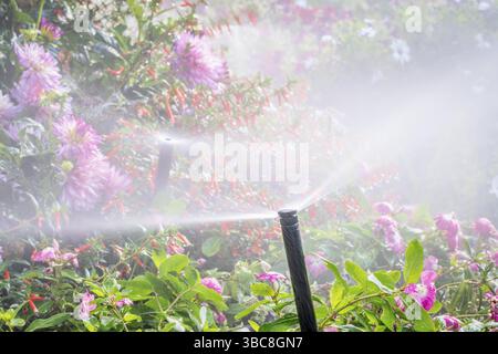 Arroseurs d'eau fonctionnant dans un jardin avec une variété de fleurs Banque D'Images