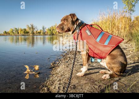 Les jeunes pit-bull terrier dog en gilet sur la rive du lac, paysage d'automne Banque D'Images