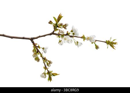Branche de cerisier en fleurs isolée sur fond blanc. Gros plan Banque D'Images