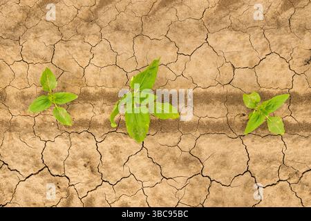 Semis de tournesol poussant dans un champ cultivé, foyer sélectif Banque D'Images