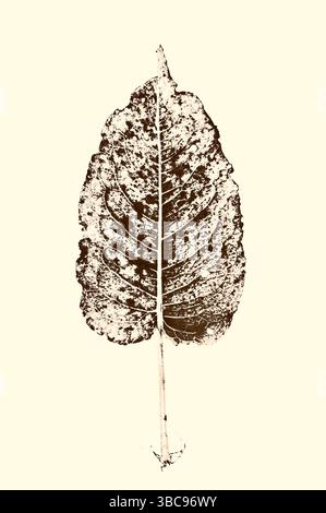 Image monochrome graphique d'une seule feuille de quai de Broad Leaved Banque D'Images