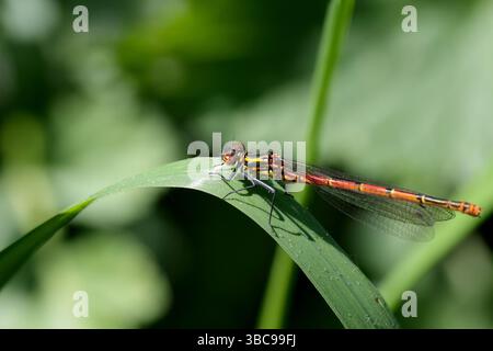 Grande nymphula pyrrhosoma rouge, rouge profond long abdomen mince noir et jaune bandes noir thorax avec des bandes jaunes sur les côtés jambes noires Banque D'Images