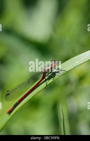 Grande nymphula pyrrhosoma rouge, rouge profond long abdomen mince noir et jaune bandes noir thorax avec des bandes jaunes sur les côtés jambes noires Banque D'Images