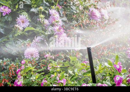 Arroseurs d'eau fonctionnant dans un jardin avec une variété de fleurs Banque D'Images