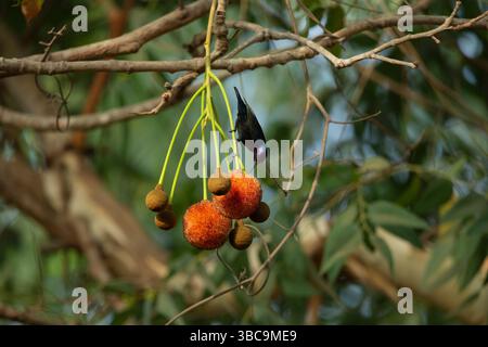 Splendide sunbird Cinnyris coccinigastrus, fourrage mâle adulte, région de Paul, Brikama, Gambie, mars Banque D'Images