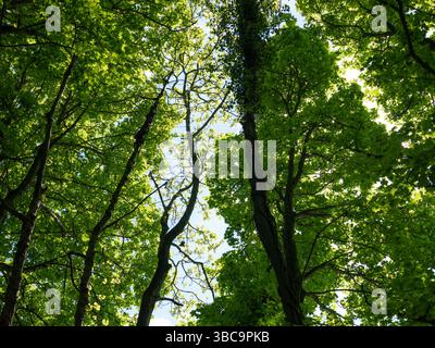 Regardant dans une canopée d'arbres dans une forêt. Banque D'Images