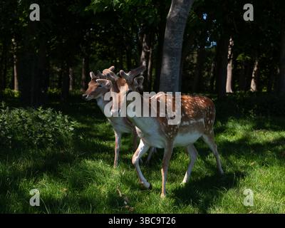 Le cerf en jachère sauvage qui se promène librement dans le Phoenix Park dans la ville de Dublin, en Irlande. Banque D'Images
