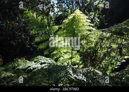 Fougères vertes luxuriantes rétroéclairées par la lumière du soleil dans une forêt dense Banque D'Images
