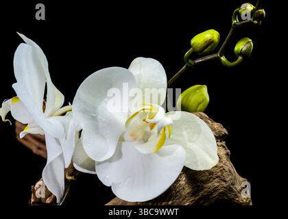 Élégante floraison d'orchidée blanche et bourgeons sur Driftwood Branch Banque D'Images