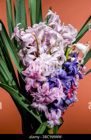 Bouquet coloré de jacinthe en fleur sur fond chaud Banque D'Images