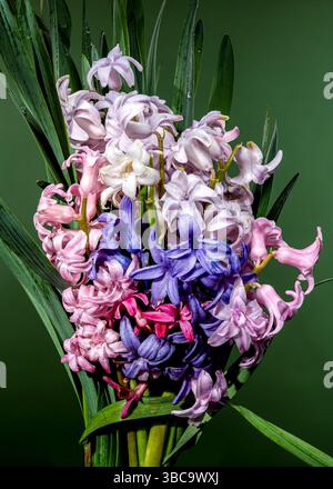 Mélange de jacinthes de printemps Rose, Violet, White Blooms sur Vert Banque D'Images