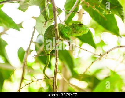 Le caméléon du Sénégal est originaire d'Afrique de l'Ouest Banque D'Images