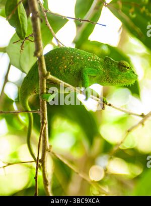 Le caméléon du Sénégal est originaire d'Afrique de l'Ouest Banque D'Images