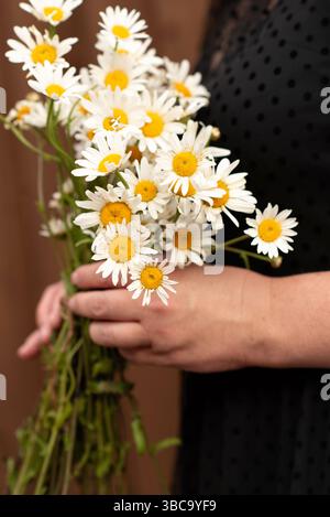Bouquet de marguerites fraîches gros plan dans les mains de la femme. Banque D'Images