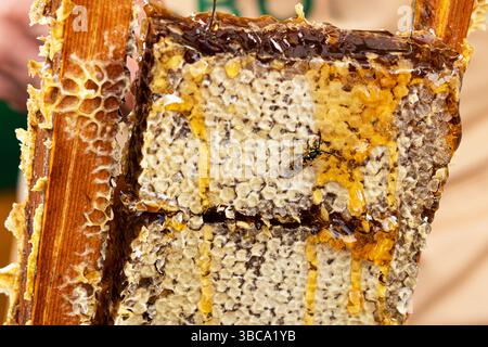 Apiculteur enlevant le nid d'abeille de la ruche. Personne prenant le miel de la ruche. Agriculteur travaillant avec nid d'abeille dans rucher. Apiculture à la campagne. Organique Banque D'Images