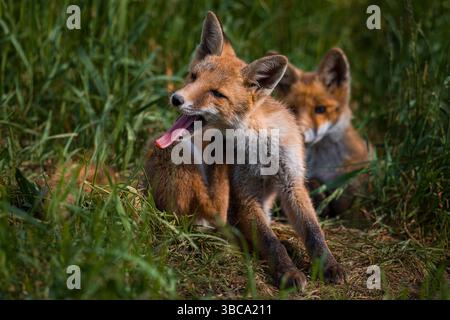 Renard roux, vulpes vulpes. Deux jeunes oursons de renard rouge portrait dans la nature. Banque D'Images