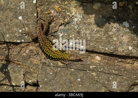 Lézard de mur commun Podarcis muralis, adulte mâle se prélasser, Southbourne, Dorset, Royaume-Uni, avril Banque D'Images