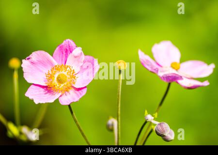 Fleurs roses de l'anémone. Gros plan sur les plantes à fleurs. Banque D'Images