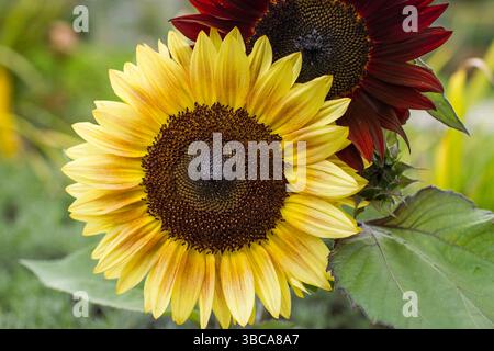 Tournesols (helianthus) dans un champ - gros plan Banque D'Images