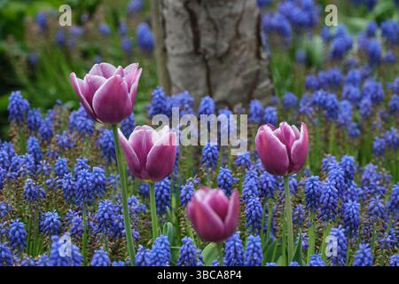 Tulipes dans le jardin Banque D'Images
