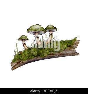 Champignons sur mousse et écorce. Dessin aquarelle numérique de champignons verts sur bois moussue. Idéal pour les contes de fées, la forêt ou les illustrations et compositions magiques. Banque D'Images