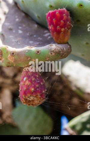 Gros plan de fruits de cactus de poire rouge Prickly sur Thorny Green Pads Banque D'Images