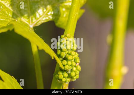 Gros plan sur les raisins de vin en phase précoce de croissance Banque D'Images