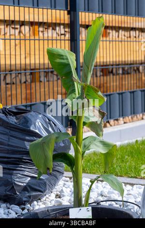 Plan d'une banane dans un lit de pierre avec des pierres blanches Banque D'Images
