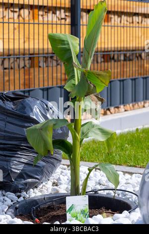 Plan d'une banane dans un lit de pierre avec des pierres blanches Banque D'Images