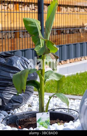Plan d'une banane dans un lit de pierre avec des pierres blanches Banque D'Images