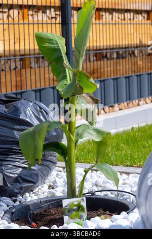 Plan d'une banane dans un lit de pierre avec des pierres blanches Banque D'Images