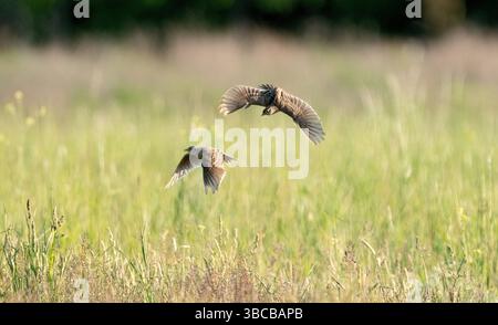 Berlin, Allemagne. 13 mai 2025. Deux skylarks (Alauda arvensis) survolent un pré sur l'aérodrome de Tempelhof. Crédit : Hauke Schröder/dpa/Alamy Live News Banque D'Images