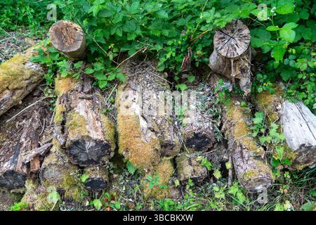 Grumes pourries couvertes de mousse fournissant un habitat pour les insectes et la faune Banque D'Images